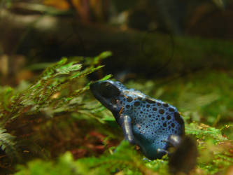 Blue Frog