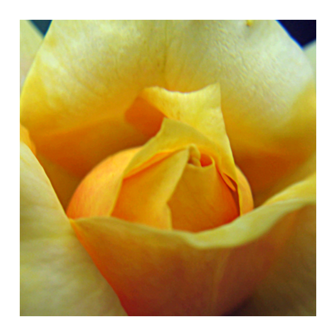 Yellow Rose