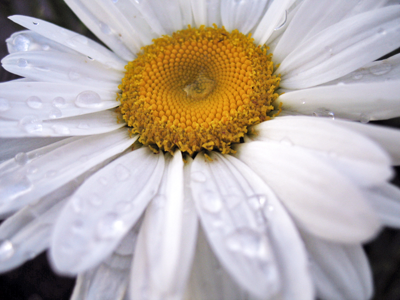 shasta daisy 2