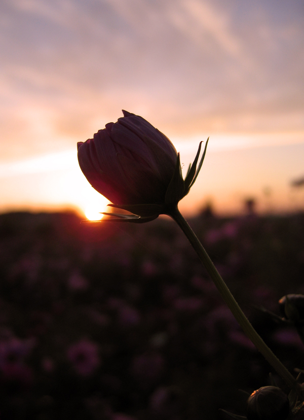 Flower bud