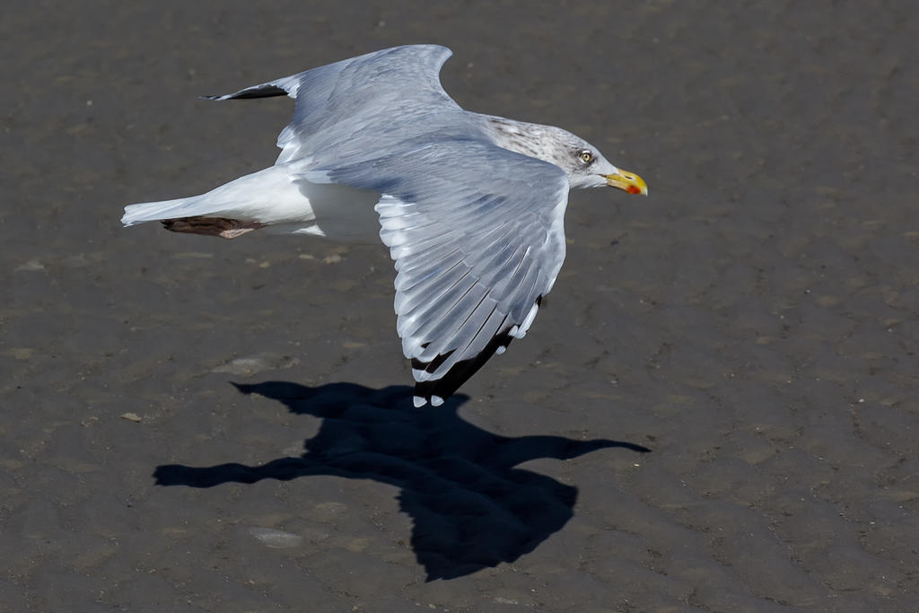 Seagull