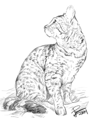 Bengal