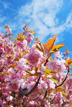 Blooming tree