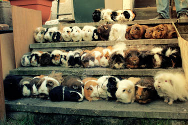 All 44 of my Guinea pigs II