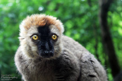 Red Fronted Lemur