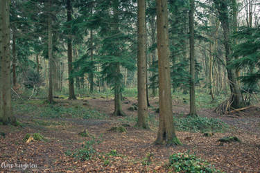 Leigh Woods