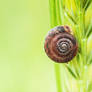 Snail