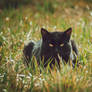 Maca