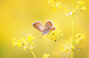 Mr Yellow