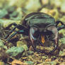 Beetle