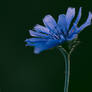 Chicory Flower