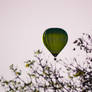Green Balooning...