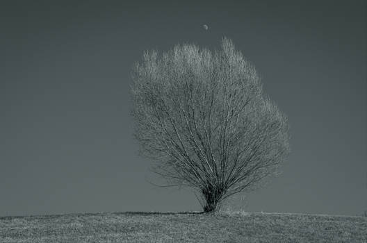 Moon and the Willow