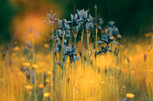 Colourful Funeral