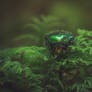 Emerald Forest