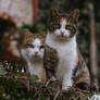 Snowdrops