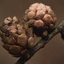 Copper Cones