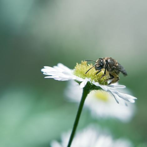 the bee on the flower