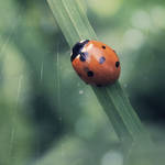 can't beat lady bugs by shtrumf