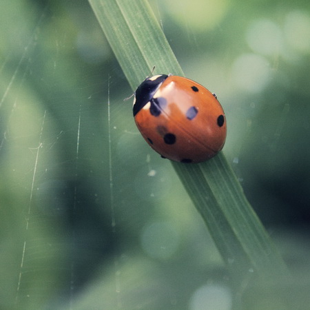 can't beat lady bugs