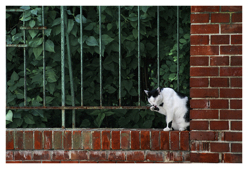 the cat that licked it's paw