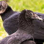 Black vulture, Coragyps atratus (1 of 1)