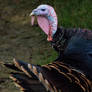 Wild Turkey (1 of 1)