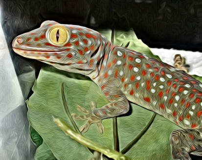 Explore the Best Tokay Art | DeviantArt