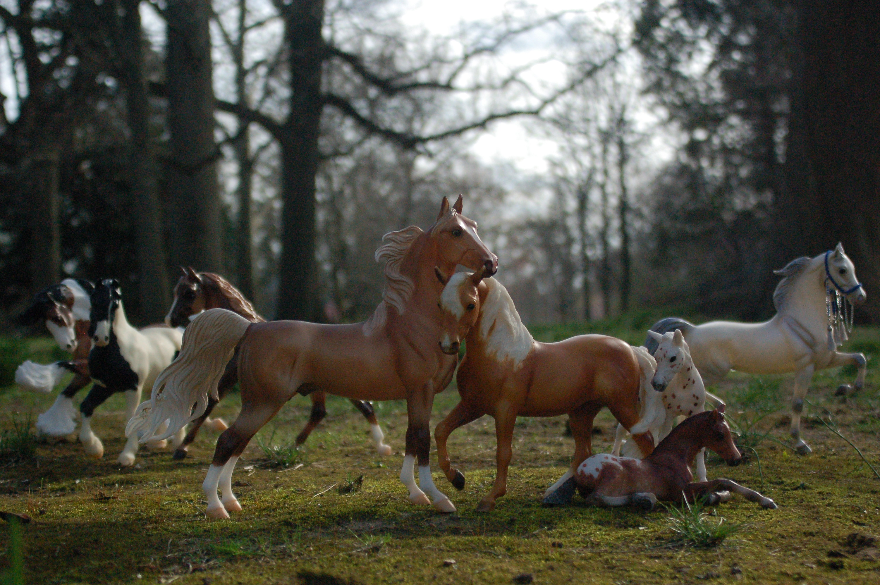 Playtime in the Woods