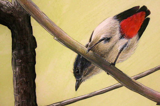 Mistletoebird (Dicaeum hirundinaceum) - detail