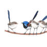 Variegated Fairy-wrens