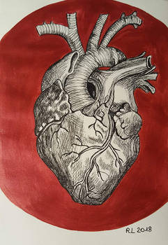 Heart anatomy