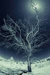 A Dead Tree by marman44