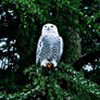 severus the snowy owl