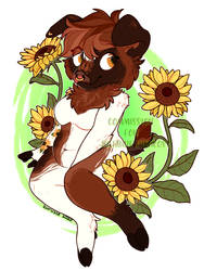 :COM: Sunflowers