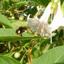 Bumble In Flight