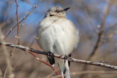 Untitled Bird