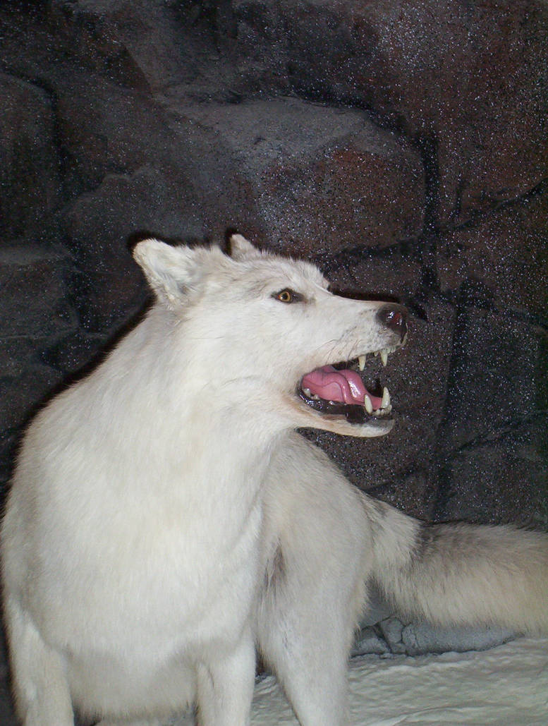 Arctic Wolf 2