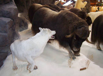 Wolf with musk oxen