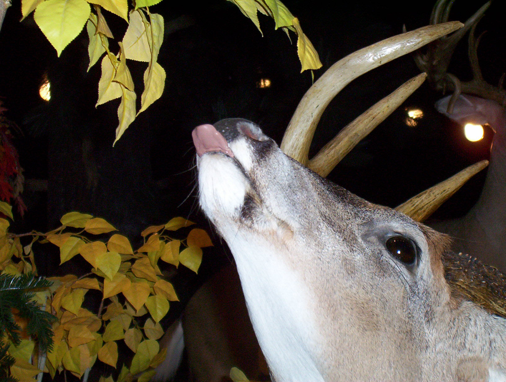 Deer feeding