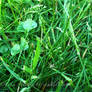 GRASS