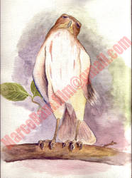 Bird, wartercolor