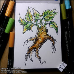 Sketchbook - Mandragora