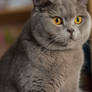 British Shorthair Cat