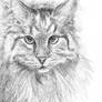 The Cat