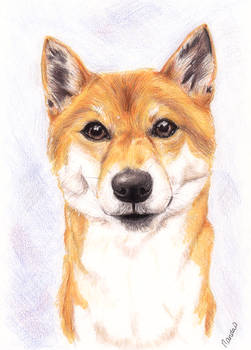 Shiba the Shiba Inu