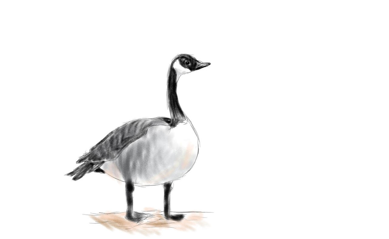 Deviantart Goosed Goose by Rojin04 on DeviantArt