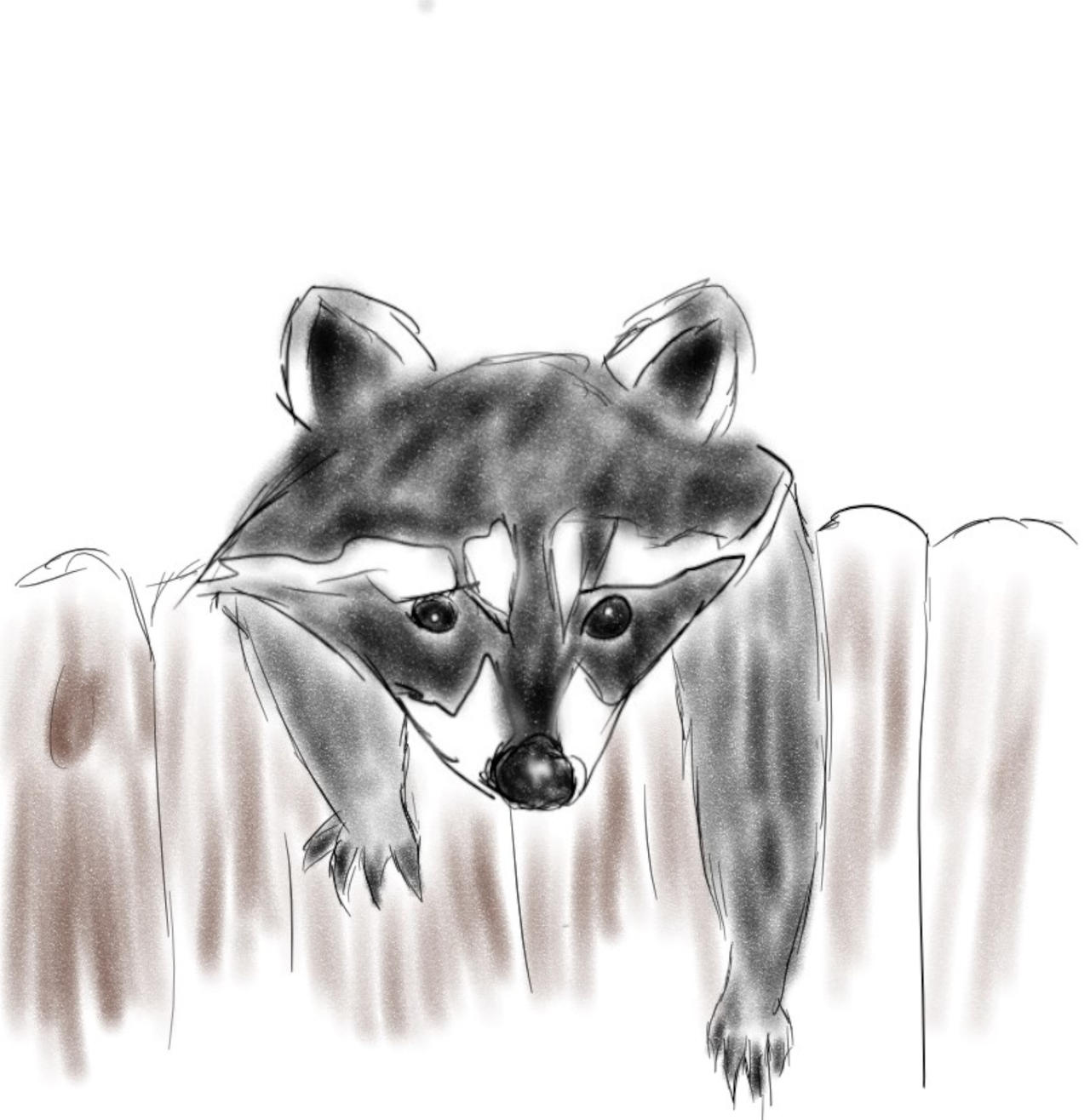 Deviantart Racoon Raccoon by Rojin04 on DeviantArt
