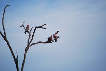 Galahs