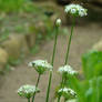 Flores White